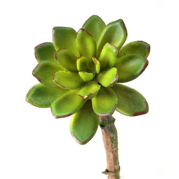 Star Chick Succulent  5
