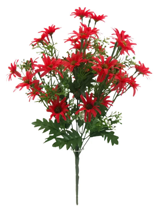 DAISY BUSH X 12 Red