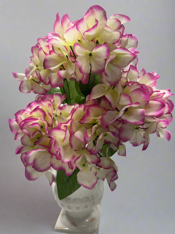 Hydrangea Bsh X 5 Bty