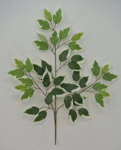 23" Variegated Ficus Spray x3