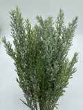 Frosted Cedar Bush X5