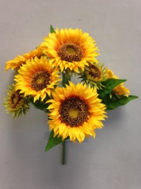 Sunflower Bush Yellow x7