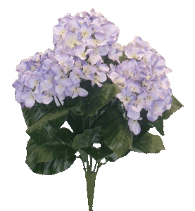 MP Hydrangea Bush X 5 Lilac