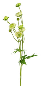 21.5"L Mini Ranunculus Sprayivory