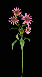 28.5"L Coneflower Spray Pink