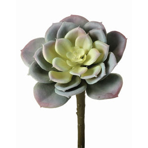 Frosted Echeveria 4.5"D"