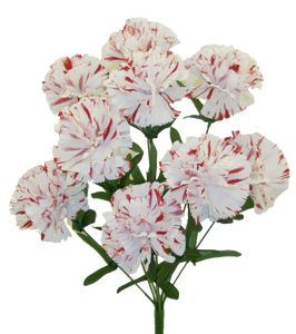 20" Color Fast Peppermint Carnation Bush x 9
